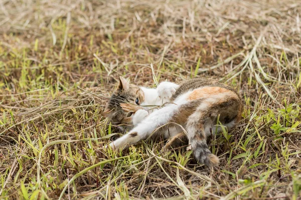 Katze Spielt Einen Grasstock Auf Dem Boden — Stockfoto