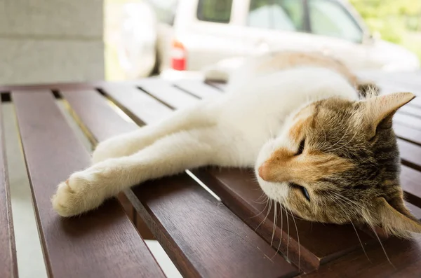 Pequeño Gato Durmiendo Acostado Madera Escritorio Exterior — Foto de Stock