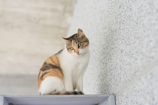 Küçük Kedi Portresi Görüntüyü Kapat — Stok fotoğraf