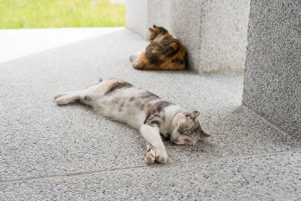 Gato Durmiendo Con Hija Fuera — Foto de Stock