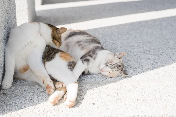 Кошка Чистить Мыть Своей Матерью Спит — стоковое фото