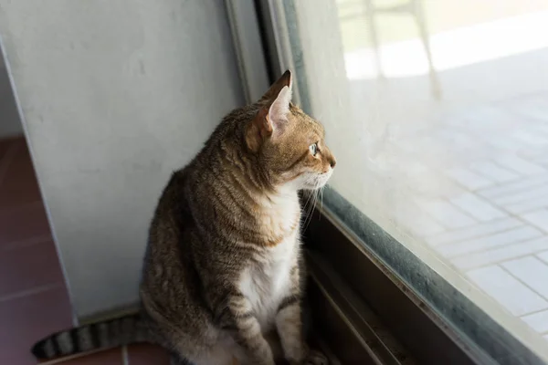 Gatto Casa Grasso Gatto Tabby Casa — Foto Stock