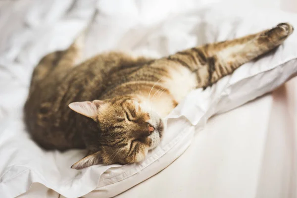 Preguiçoso Engraçado Tabby Gato Ficar Uma Cama Casa — Fotografia de Stock