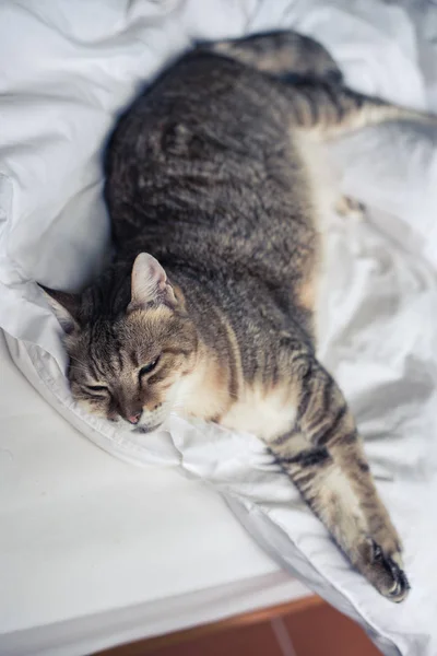 Lui Grappig Tabby Kat Verblijf Een Bed Thuis — Stockfoto