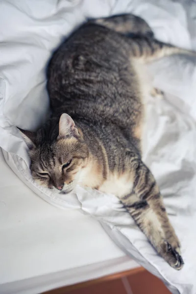 Pigro Divertente Gatto Tabby Stare Letto Casa — Foto Stock