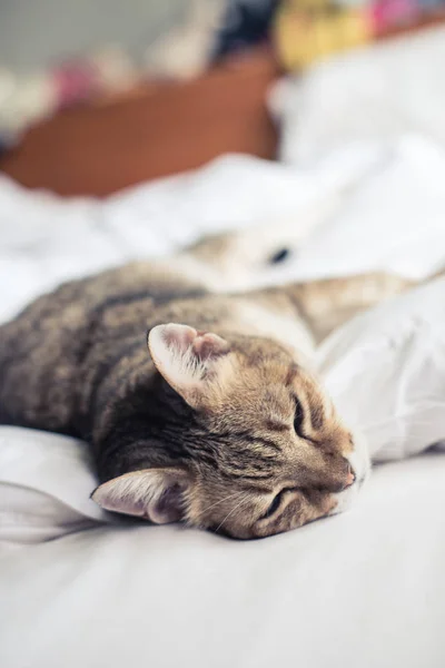 懒惰有趣的胖胖的猫呆在家里的床上 — 图库照片