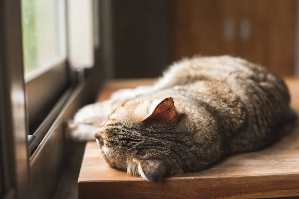 Gato Perezoso Durmiendo Escritorio Madera —  Fotos de Stock