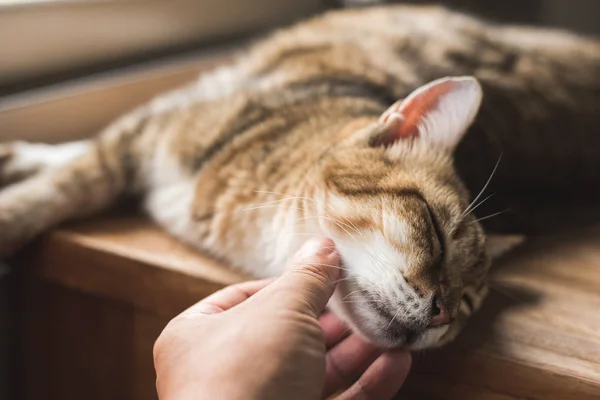 touch the fat tabby domestic cat sleeping on table at home