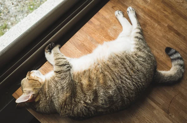 Chat Paresseux Dormant Sur Bureau Bois — Photo