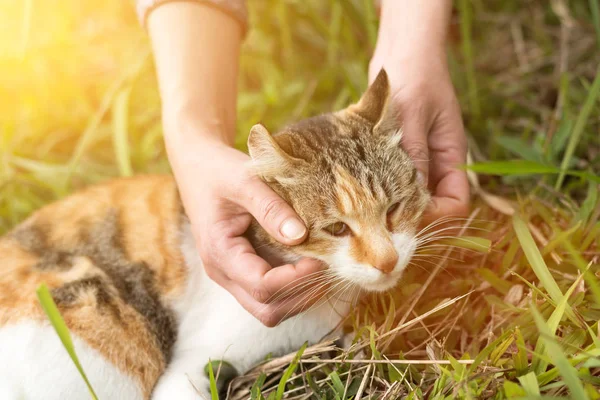 Kvinna Röra Katt Naturen — Stockfoto