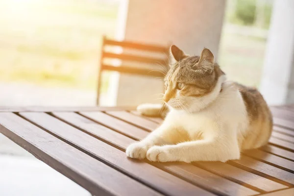 Одинокая Молодая Кошка Подождите Посидите Столе Открытом Воздухе — стоковое фото