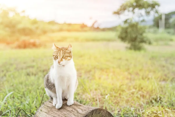 Katze Auf Dem Holz Ein Kätzchen Freien — Stockfoto