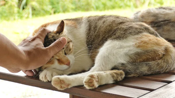 Menyentuh Kucing Tidur Tergeletak Meja Kayu Luar Ruangan — Stok Foto