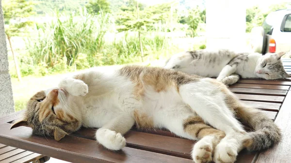 Gato Dormido Acostado Escritorio Madera Exterior —  Fotos de Stock
