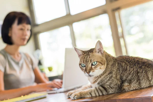 Donna Che Lavora Casa Con Suo Gatto Sdraiato Sul Tavolo — Foto Stock