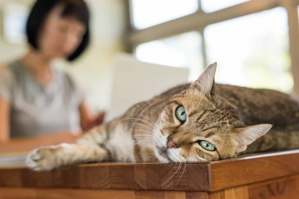 Woman Working Home Her Cat Lying Table — Stock Photo, Image