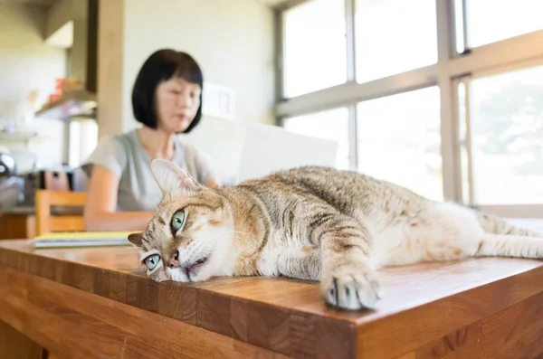 Donna Che Lavora Casa Con Suo Gatto Sdraiato Sul Tavolo — Foto Stock