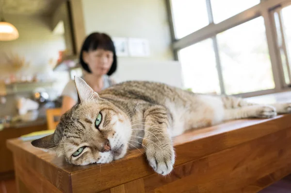 Donna Che Lavora Casa Con Suo Gatto Sdraiato Sul Tavolo — Foto Stock