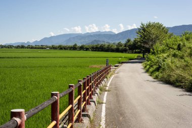 kırsal kesimde yeşil paddy çiftliğinde yol