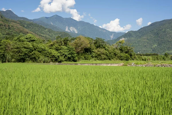 Krajina Zelené Rýžové Farmy Venkově — Stock fotografie