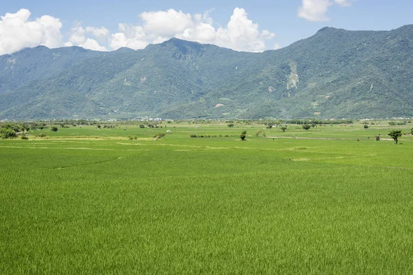 Paisaje Granja Arroz Verde Campo — Foto de Stock