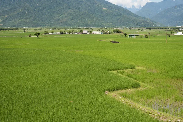 Paesaggio Verde Paddy Farm Campagna — Foto Stock