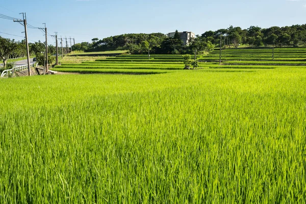 Landschap Van Groene Padie Boerderij Het Platteland — Stockfoto