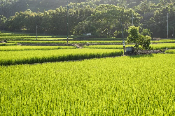 Paisaje Granja Arroz Verde Campo —  Fotos de Stock