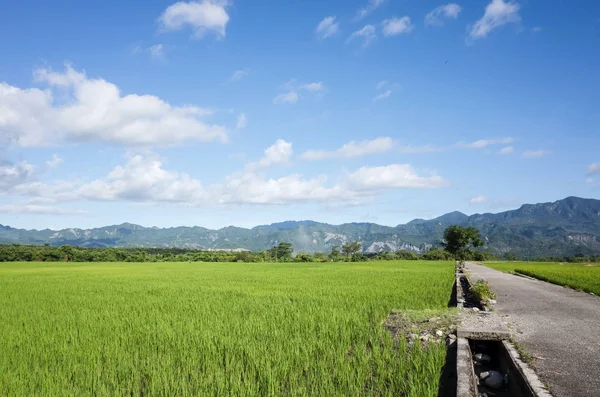 Route Ferme Paddy Vert Dans Campagne — Photo