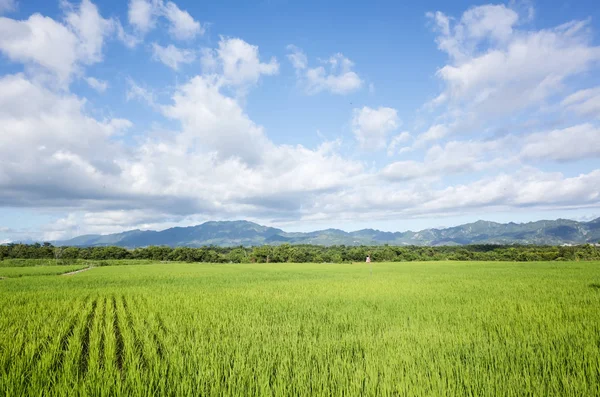 Landschaft Mit Grünen Reisfeldern Auf Dem Land — Stockfoto