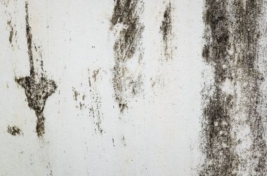 mildewed wall background, grunge texture of dirty cement wall clipart