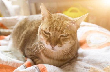 mutsuz şişman tekir kedi bak