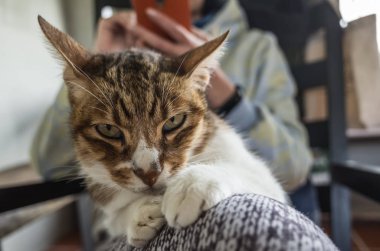 Cep telefonu olan bir kedi, yaşlı bir kedi bir kadının kalçasına oturur..