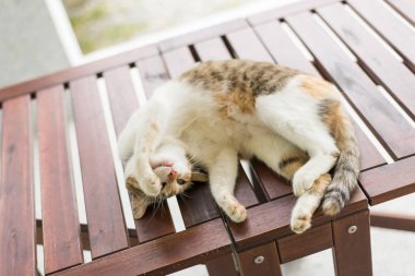 Küçük kedi uyuyor ve dışarıdaki ahşap masada yatıyor.