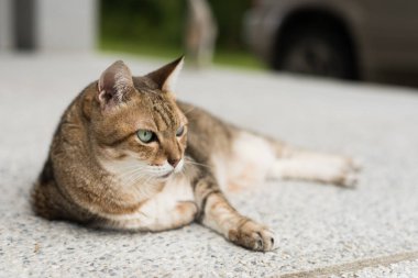 tekir yaşlı şişman kedi closeup portre
