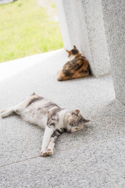 Kedi dışarıda kızıyla yatıyor.