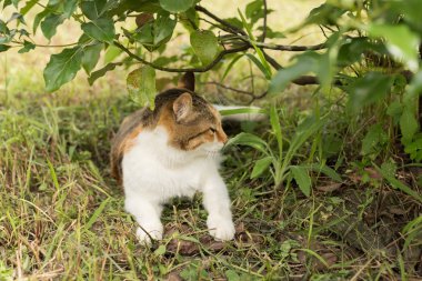 Küçük kedi ağaçların altında uyuyor.