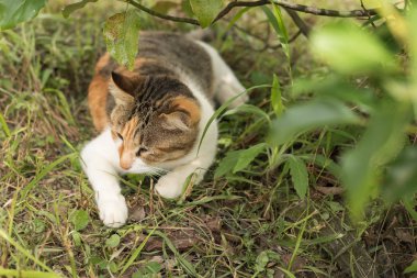 Küçük kedi ağaçların altında uyuyor.