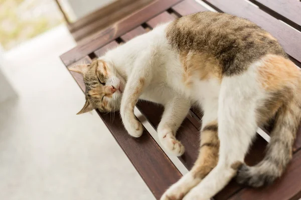 Cansado Pequeno Gato Doze Dormir Exterior — Fotografia de Stock