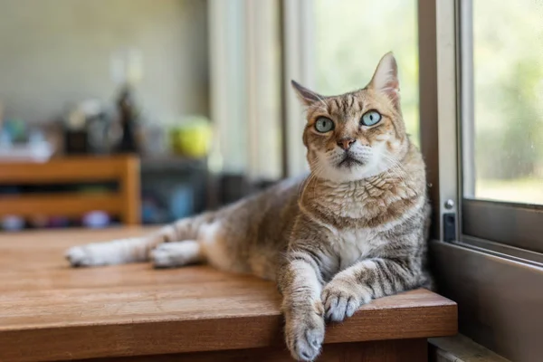 Gato Tabby Sentar Sobre Mesa Casa — Fotografia de Stock