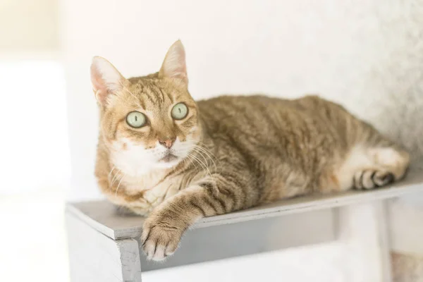 Domowe Kotek Tabby Siedzieć Stole Zewnątrz — Zdjęcie stockowe