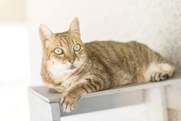 Huiselijke Tabby Kat Zitten Tafel Buitenkant — Stockfoto