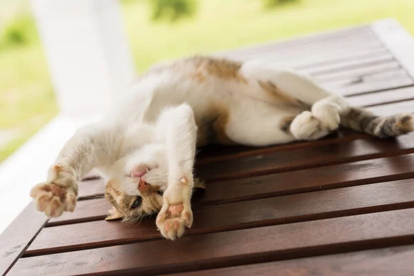 Niedliche Katze Schläft Und Liegt Auf Holztisch Freien — Stockfoto