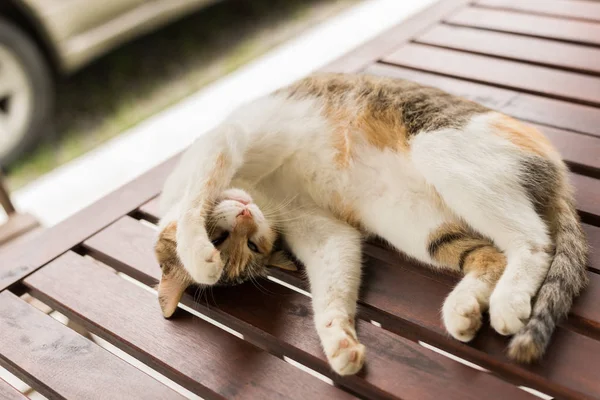 Niedliche Katze Schläft Und Liegt Auf Holztisch Freien — Stockfoto