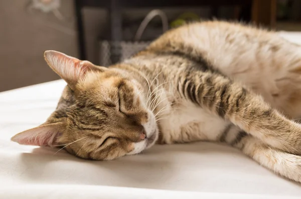 Malas Dan Lucu Kucing Tabby Tinggal Tempat Tidur Rumah — Stok Foto