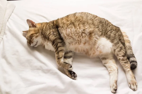 Preguiçoso Engraçado Tabby Gato Ficar Uma Cama Casa — Fotografia de Stock