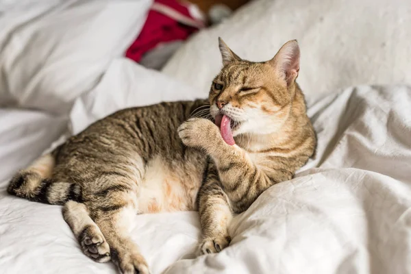 Lui Grappige Cyperse Kat Wassen Verblijf Een Bed Thuis — Stockfoto