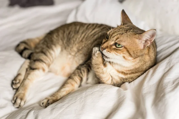 Malas Dan Lucu Kucing Tabby Mencuci Dan Tinggal Tempat Tidur — Stok Foto