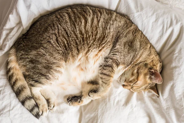 Preguiçoso Engraçado Tabby Gato Ficar Uma Cama Casa — Fotografia de Stock