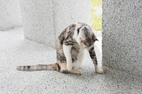 Kleine Kat Jeuk Wassen Outdoor — Stockfoto